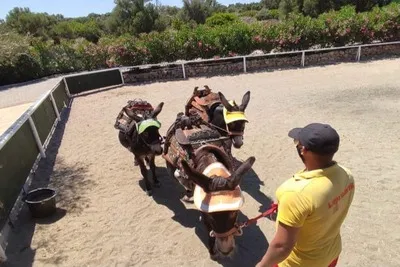 L'istruttore di Maze Park guida 3 asini per il pattinaggio.