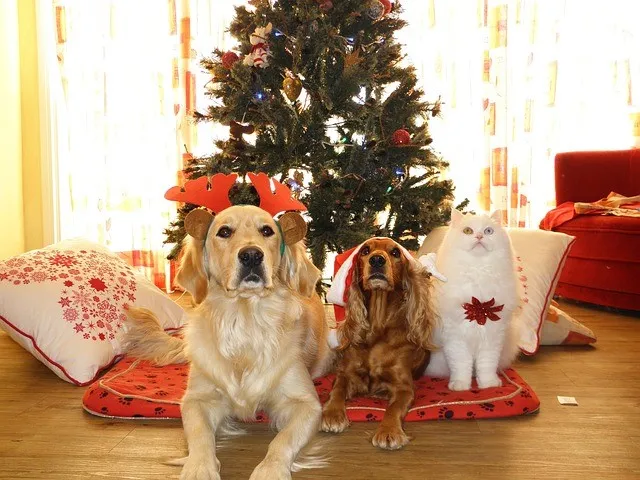Servizio fotografico di Natale