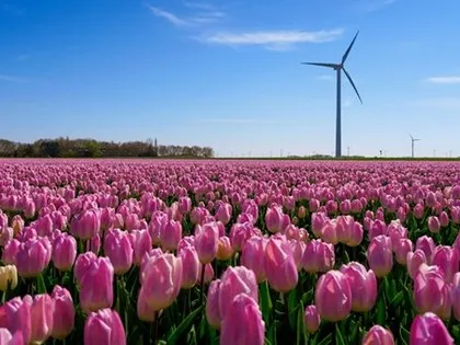 Campo di tulipani primaverili