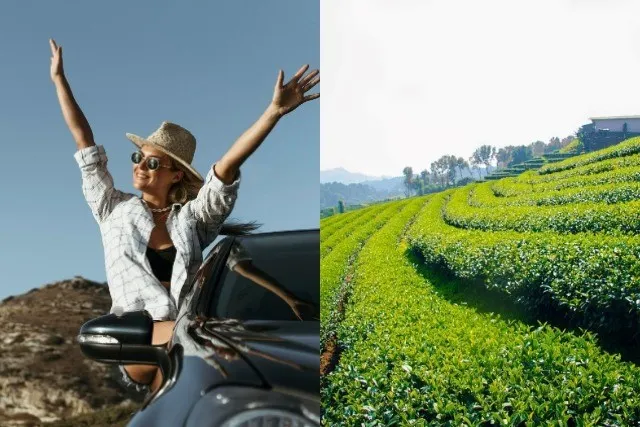 Viaggio divertente alle piantagioni di tè