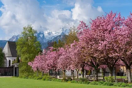 Hanami in diversi paesi