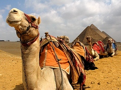  Trasferimenti Egitto