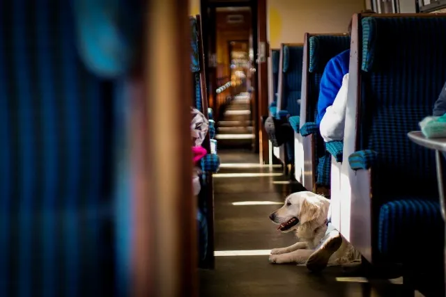 Viaggiare con gli animali domestici in treno