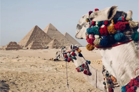 Piramidi di Giza e cammelli nel deserto