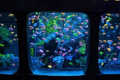 Data insolita nell'oceanario