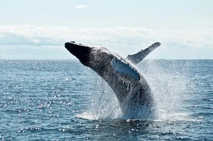 Una balena al largo della costa di Panama